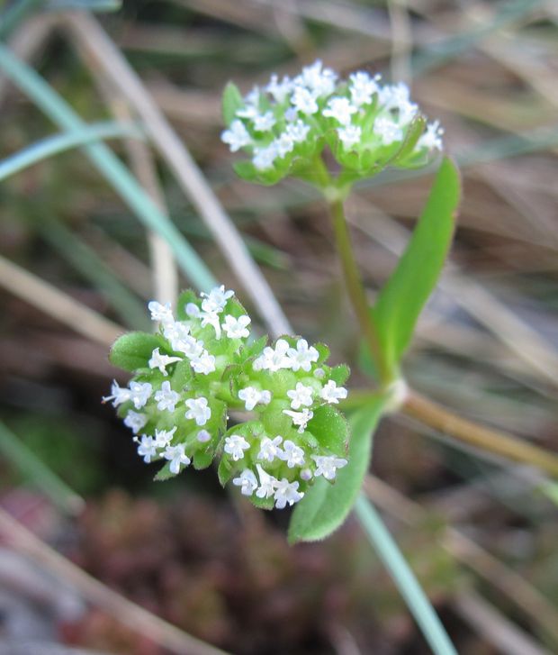 valeriánka  Valerianella sp.