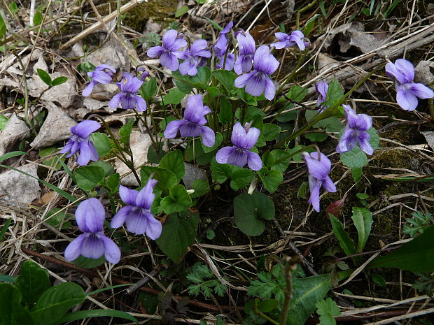 fialka Viola sp.