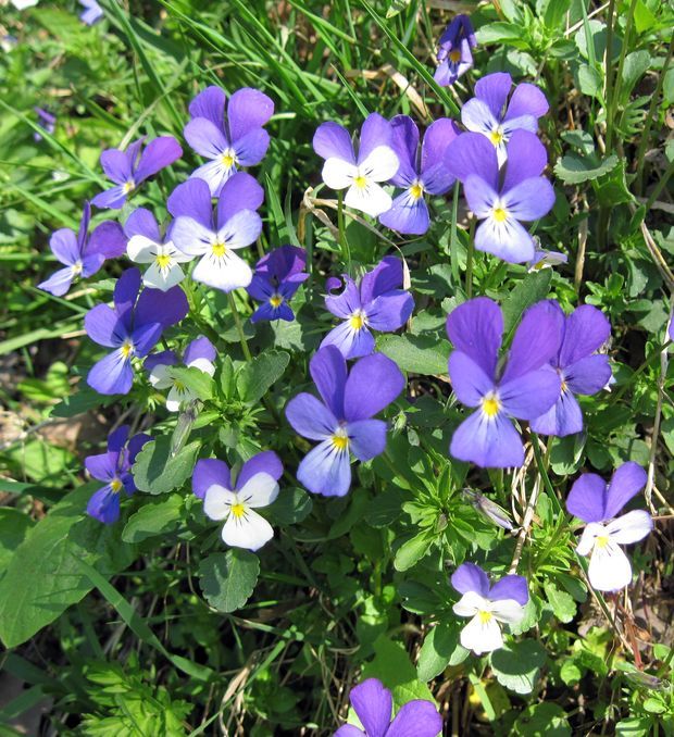 fialka trojfarebná Viola tricolor L. emend. F. W. Schmidt