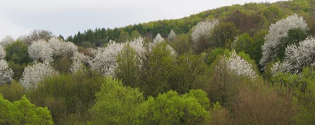 Pohľad z okna domu