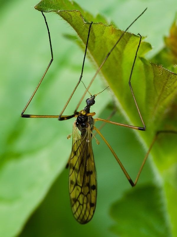 bahnomilka  Limonia cf.maculipennis