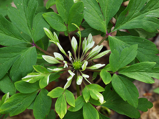 veternica hájna Anemone nemorosa L.