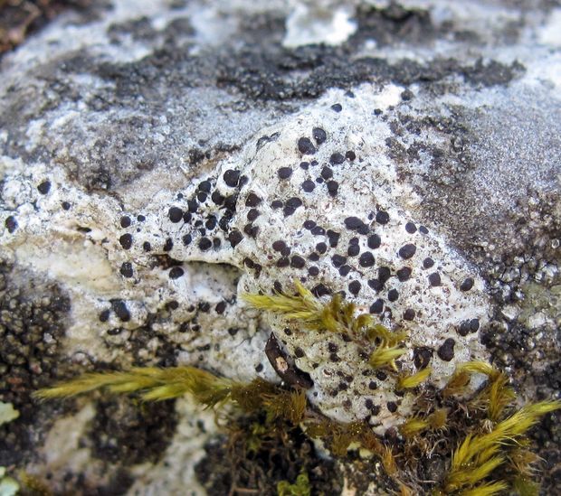 škrupinkovec čiernobiely Diplotomma alboatrum (Hoffm.) Flot.