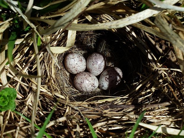 strnádka žltá (sk) / strnad obecný (cz) Emberiza citrinella Linnaeus, 1758