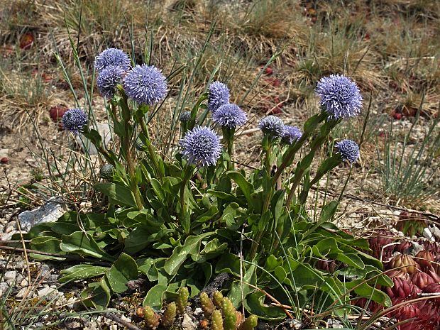 guľôčka bodkovaná Globularia punctata Lapeyr.