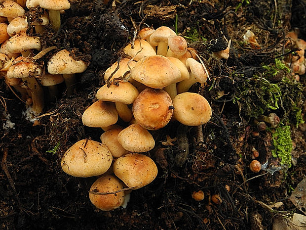 strapcovka zväzkovitá Hypholoma fasciculare (Huds.) P. Kumm.