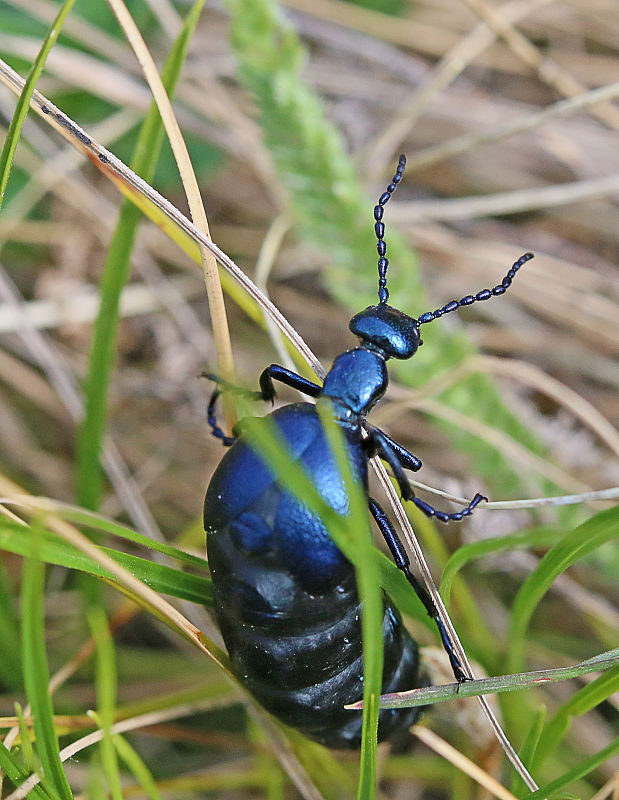 májka fialová Meloe violaceus