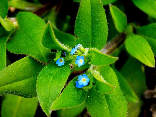 nezábudka riedkokvetá Myosotis sparsiflora Mikan ex Pohl