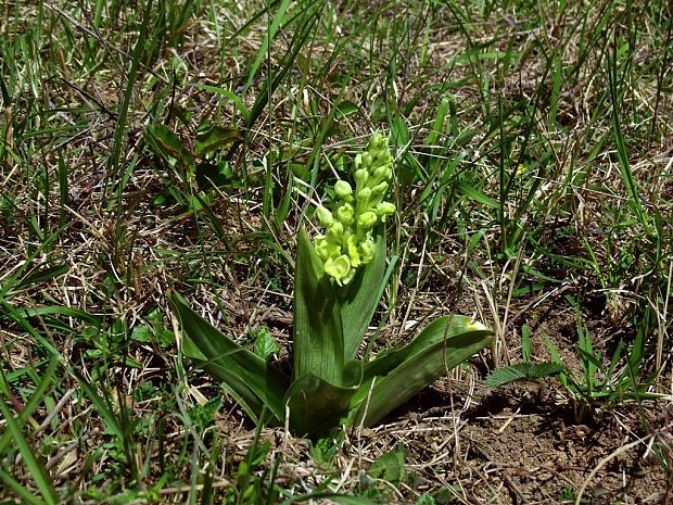 vstavač bledý Orchis pallens L.