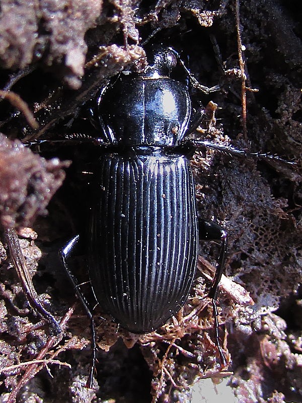 střevlíček Pterostichus melanarius