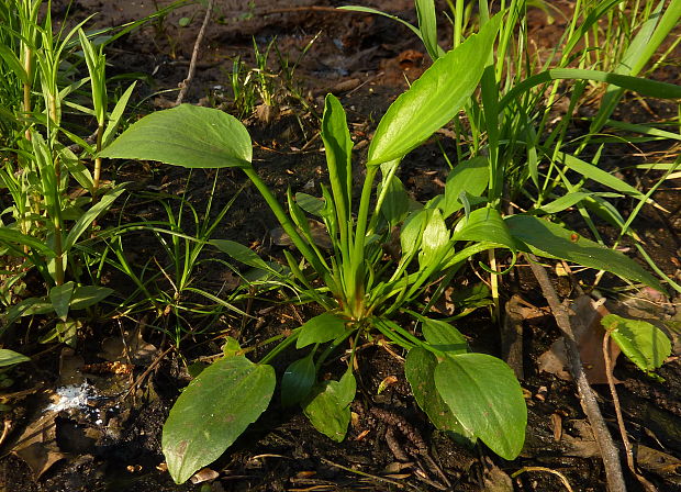 iskerník plamenný Ranunculus flammula L.