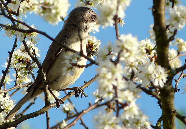 penica popolavá Sylvia curruca