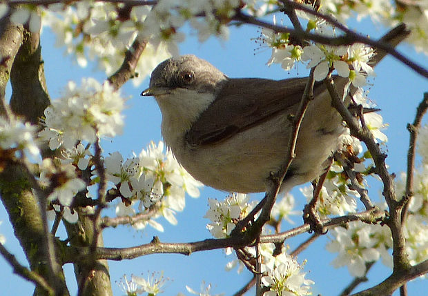 penica popolavá  Sylvia curruca