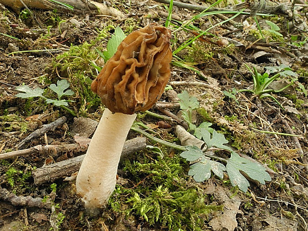 smrčkovec český Verpa bohemica (Krombh.) J. Schröt.