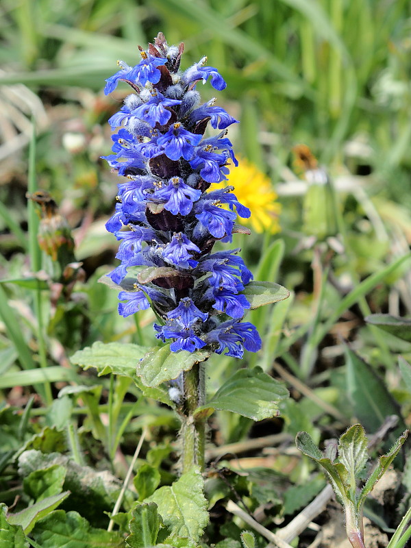 zbehovec plazivý Ajuga reptans L.