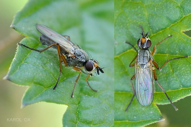 lajniarka Amaurosoma flavipes