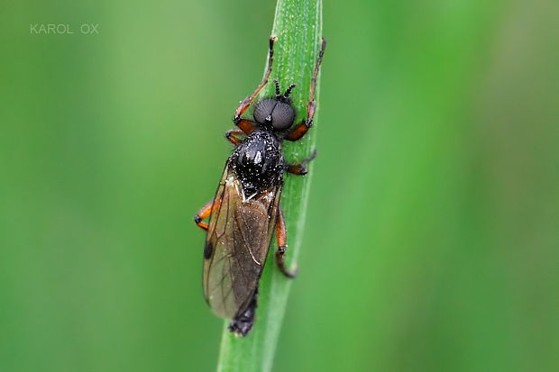 mušica Bibio sp. ♂