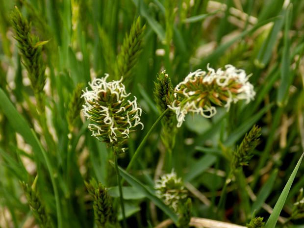 ostrica ražná Carex secalina Willd. ex Wahlenb.