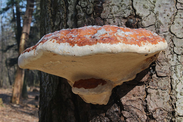 práchnovček pásikavý Fomitopsis pinicola (Sw.) P. Karst.