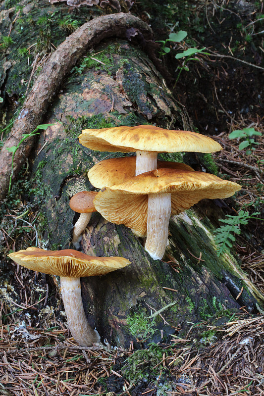 šupinovec nevoňavý Gymnopilus penetrans (Fr.) Murrill