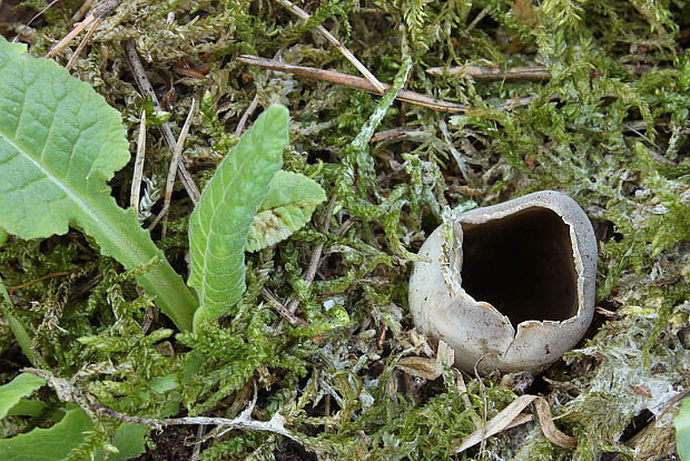 chriapač sosnový Helvella leucomelaena (Pers.) Nannf.