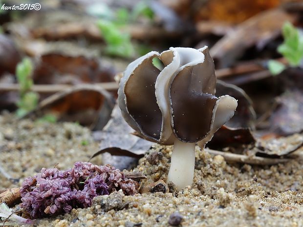 chriapač pieskomilný Helvella leucopus Pers.