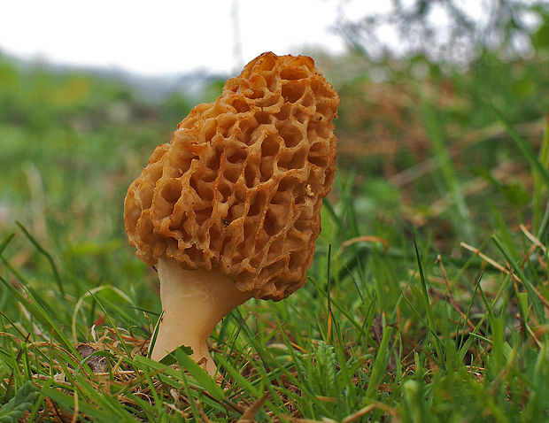 smrčok jedlý Morchella esculenta (L.) Pers.