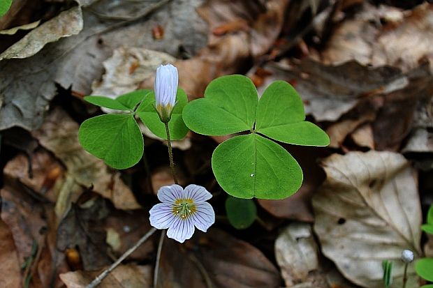 kyslička obyčajná Oxalis acetosella L.