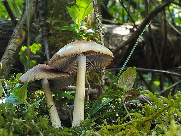 drobuľka Psathyrella sp.