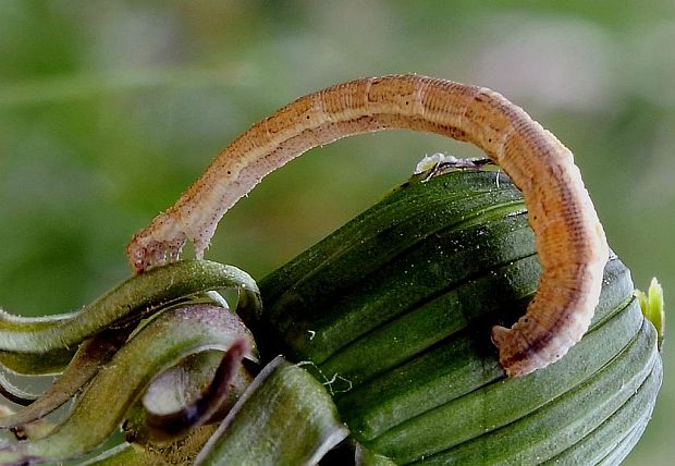 piadica bilinná Scopula immutata