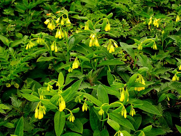 kostihoj hľuznatý Symphytum tuberosum L.