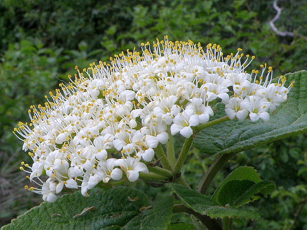 kalina siripútková Viburnum lantana L.