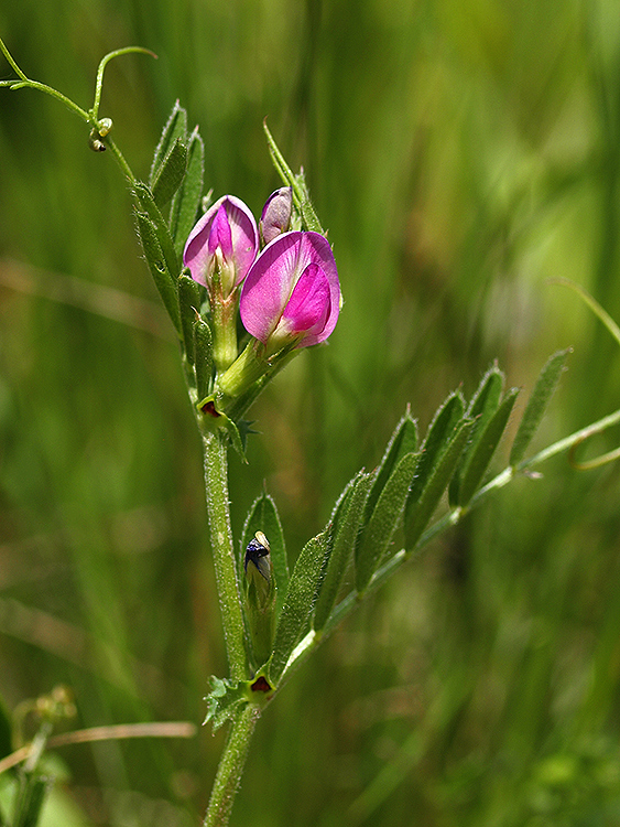 vika úzkolistá Vicia angustifolia L.