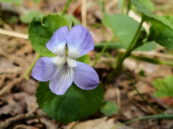 fialka Viola sp.