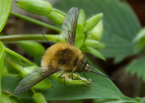 . Bombylius canescens