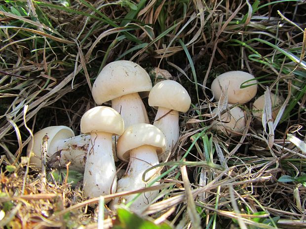 čírovnica májová Calocybe gambosa (Fr.) Donk