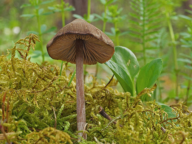 hodvábnica väčšia Entoloma hirtipes (Schumach.) M.M. Moser