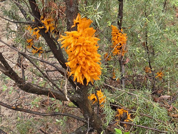 hrdzavka  Gymnosporangium sp. (Dicks.) G. Winter