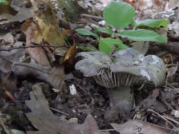 šťavnačka marcová Hygrophorus marzuolus (Fr.) Bres.