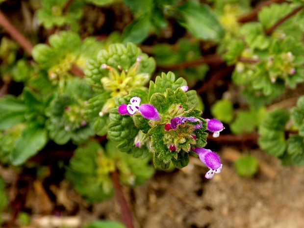 hluchavka objímavá Lamium amplexicaule L.