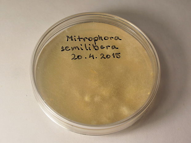 Mycélium smrčka hybridného Morchella semilibera DC.
