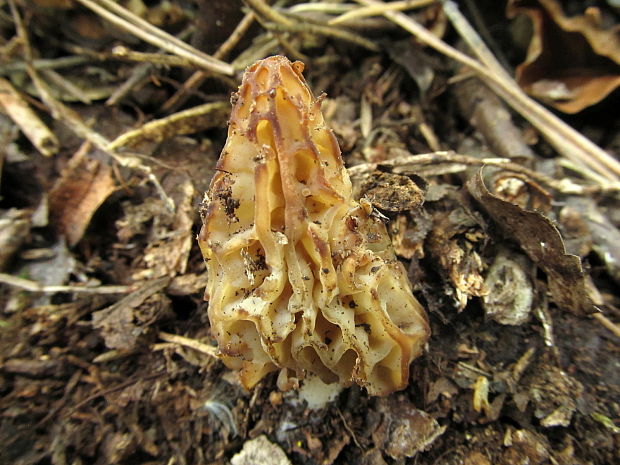 smrčok hybridný Morchella semilibera DC.