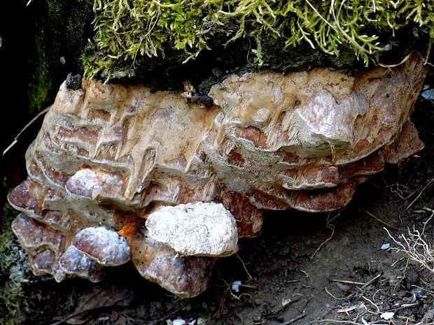 ohňovec slivkový Phellinus pomaceus (Pers.) Maire