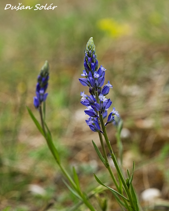 horčinka chochlatá Polygala comosa