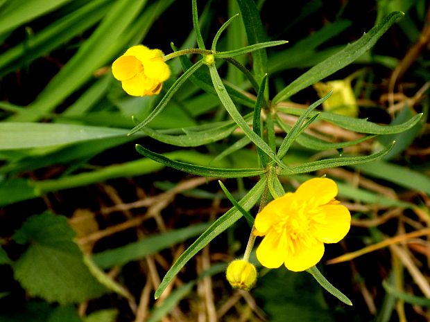 iskerník Ranunculus sp.