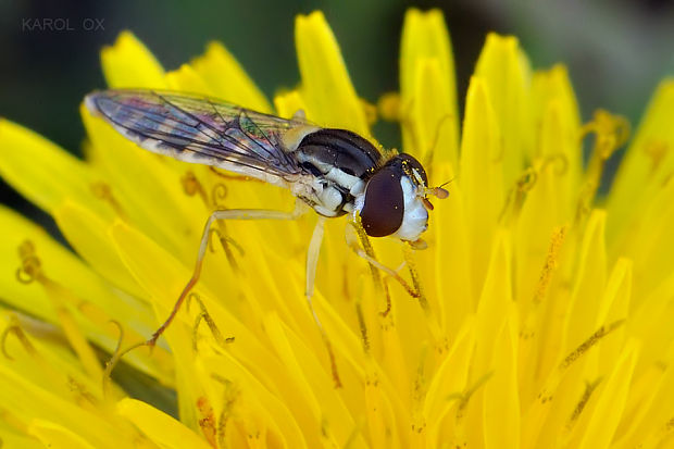 pestrica Sphaerophoria fatarum