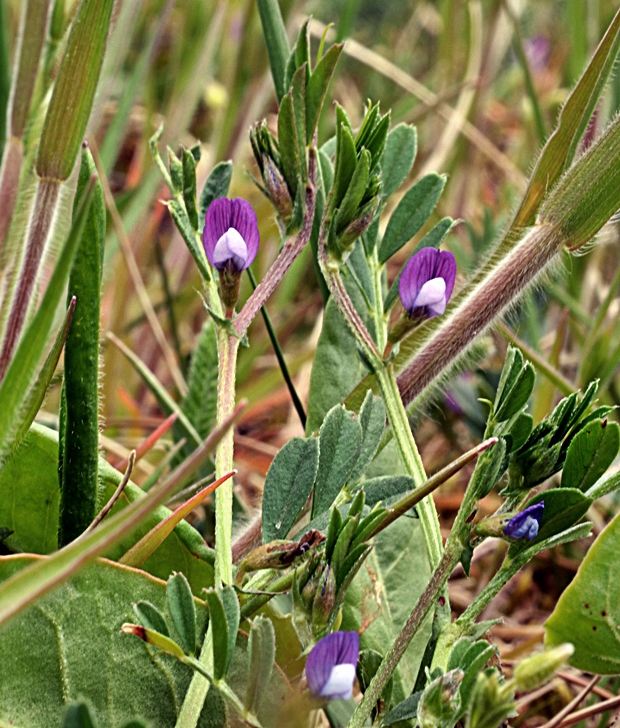 vika hrachorovitá Vicia lathyroides L.