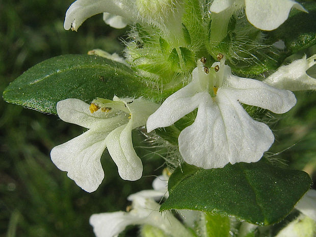 zbehovec plazivý Ajuga reptans L.