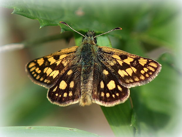 súmračník skorocelový Carterocephalus palaemon