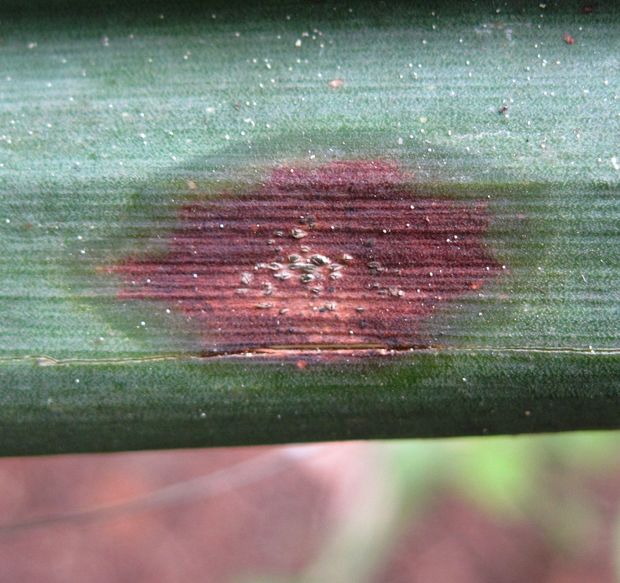 cerkospóra Cercospora concentrica Cooke & Ellis